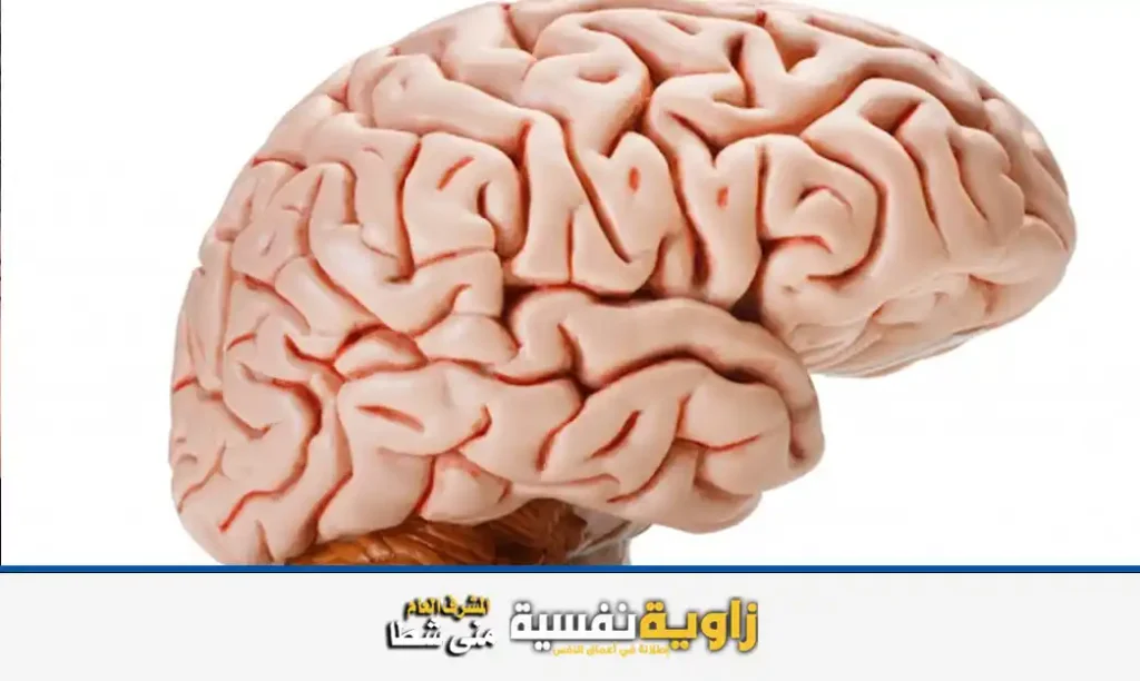 معلومات عن الدماغ .. 9 حقائق سريعة لم تعرفها من قبل